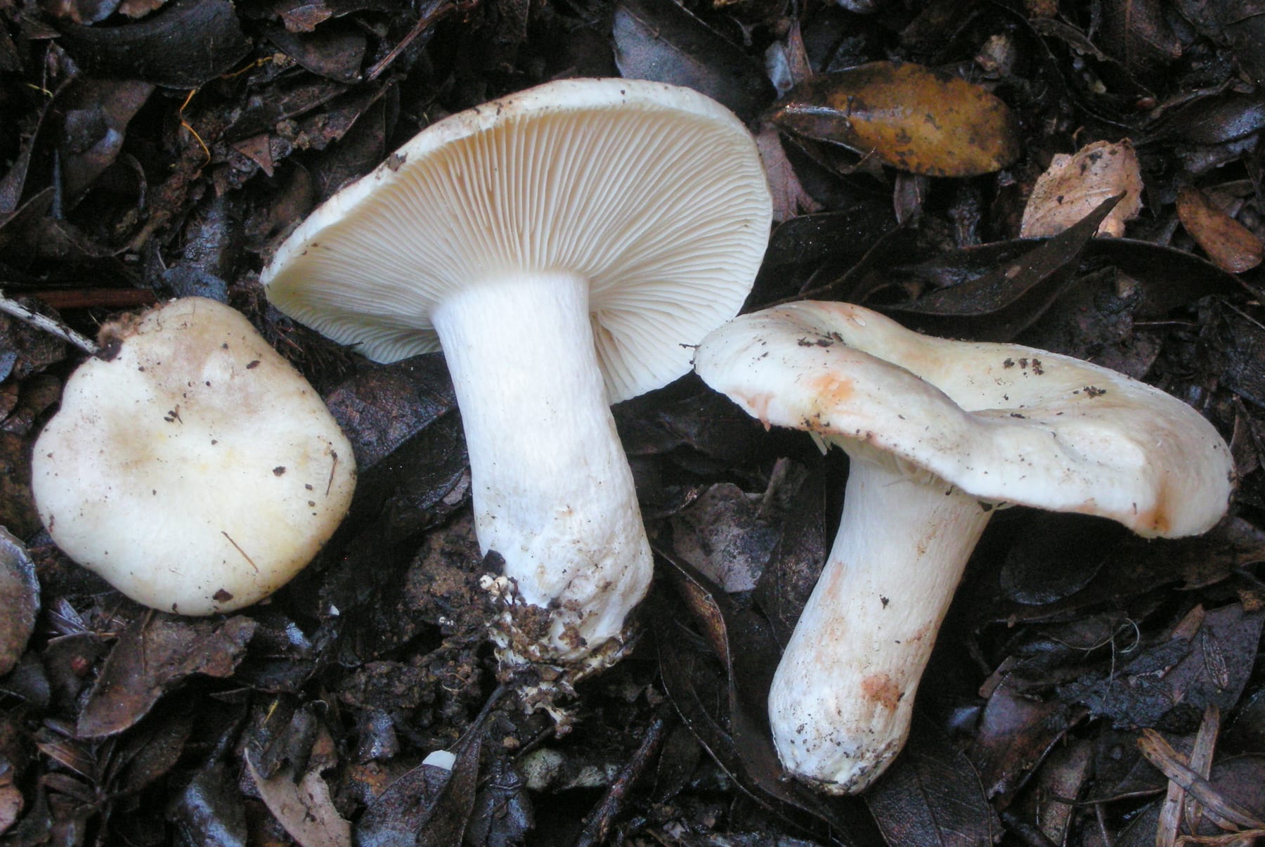 Gołąbek gęstoblaszkowy (Russula densifolia)