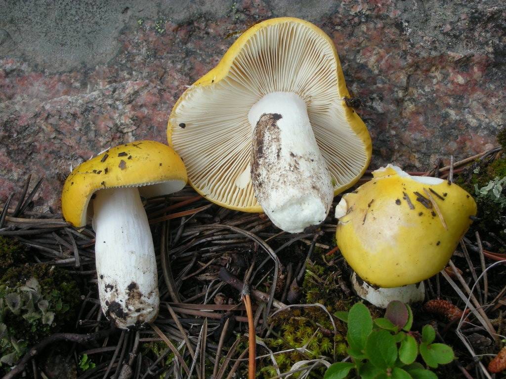 Gołąbek jasnożółty (Russula claroflava) — zdjęcie 1 z 4