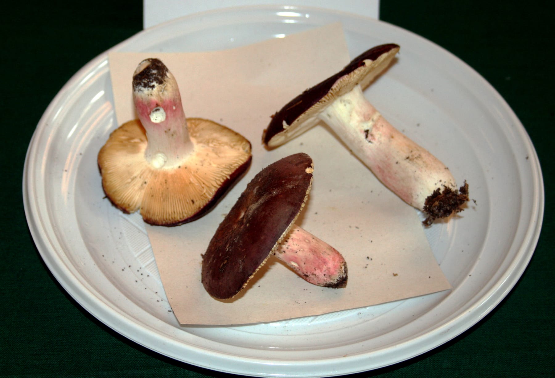 Gołąbek kasztanowaty (Russula badia)