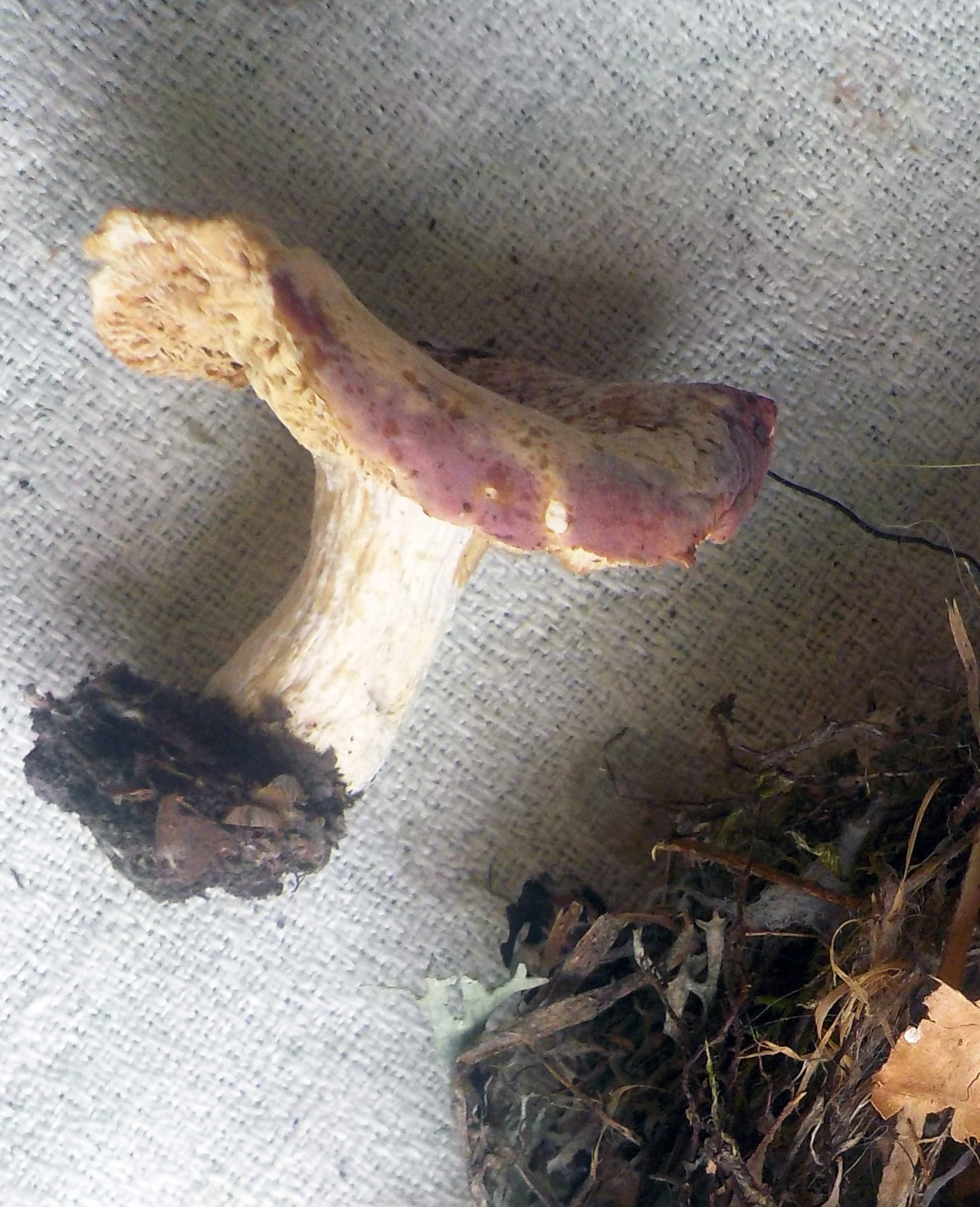 Gołąbek krótkonogi (Russula curtipes)