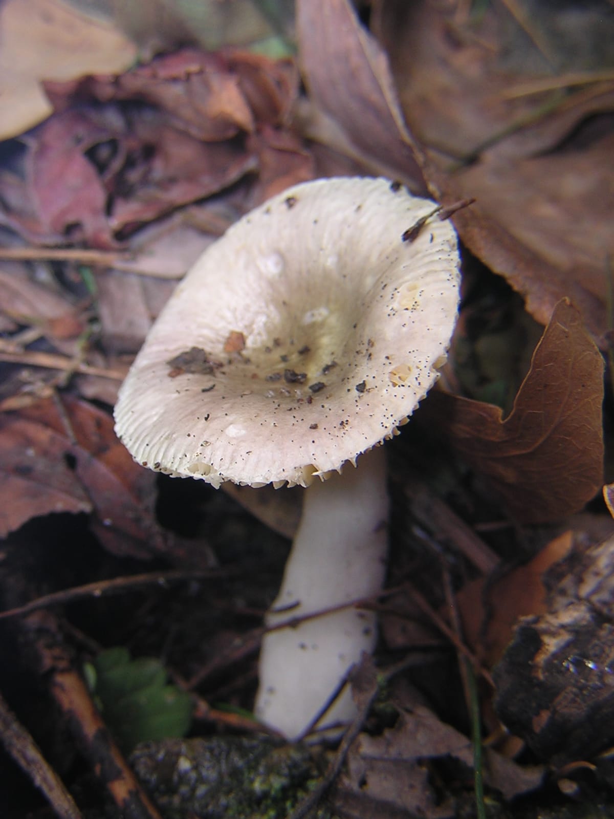 Gołąbek kruchy (Russula fragilis) — zdjęcie 1 z 4