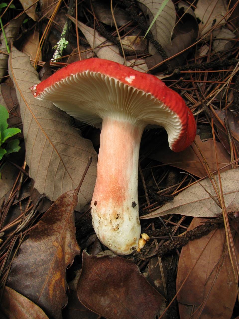 Gołąbek krwisty (Russula sanguinea) — zdjęcie 1 z 4