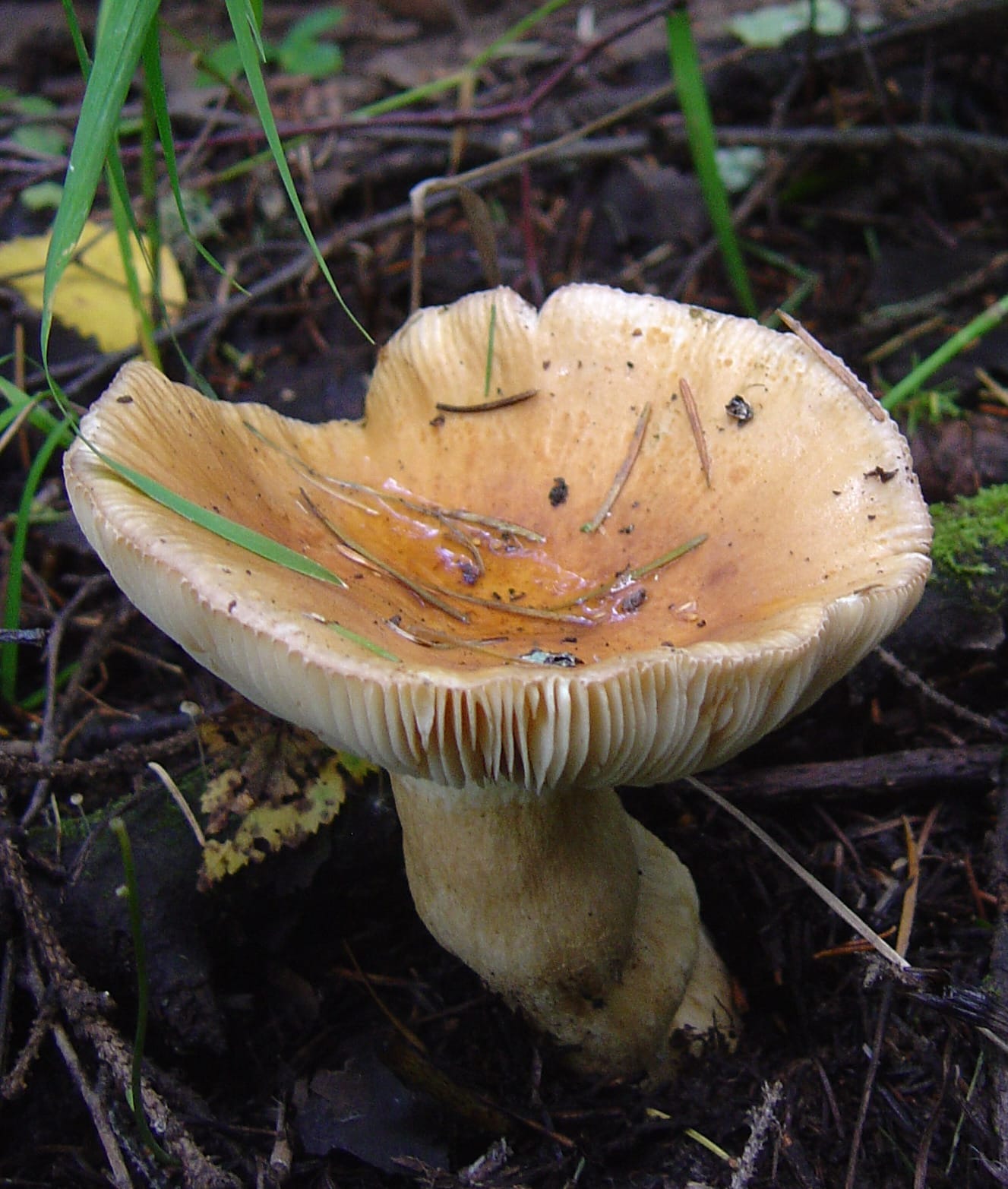 Gołąbek kunowy (Russula mustelina) — zdjęcie 1 z 4