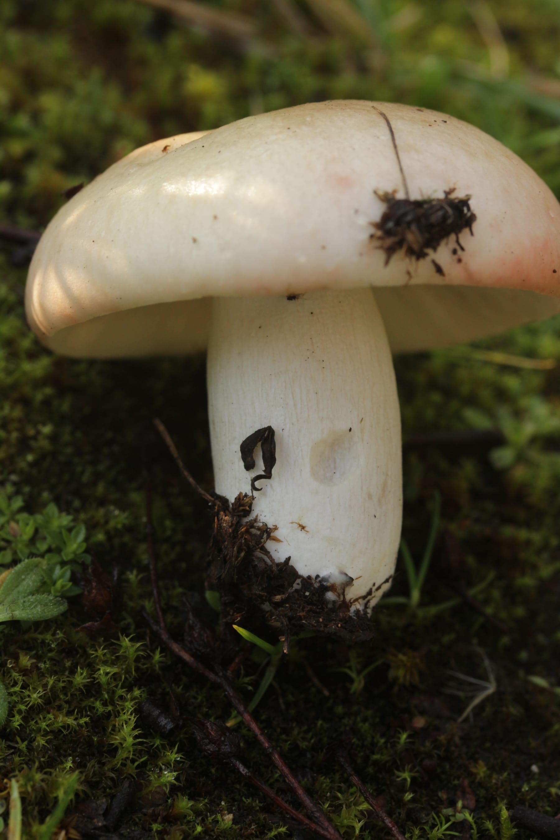 Gołąbek ładny (Russula exalbicans) — zdjęcie 1 z 4
