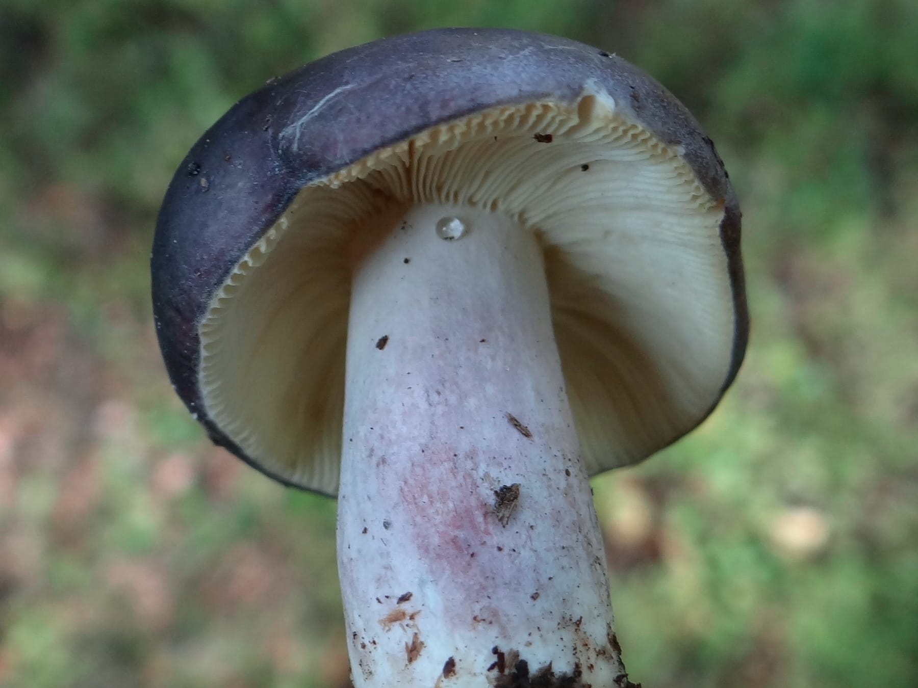 Gołąbek lazurowy (Russula azurea) — zdjęcie 1 z 4