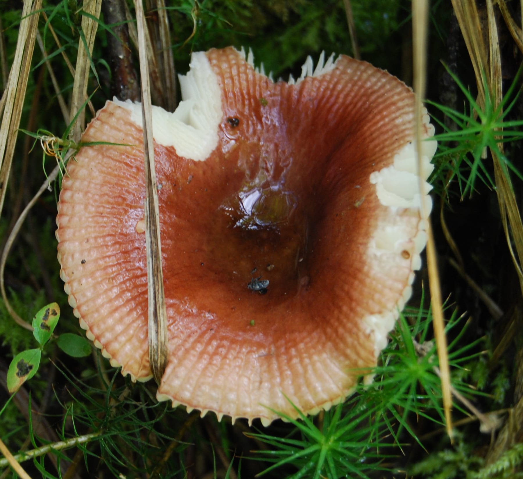 Gołąbek lśniący (Russula nitida) — zdjęcie 1 z 4