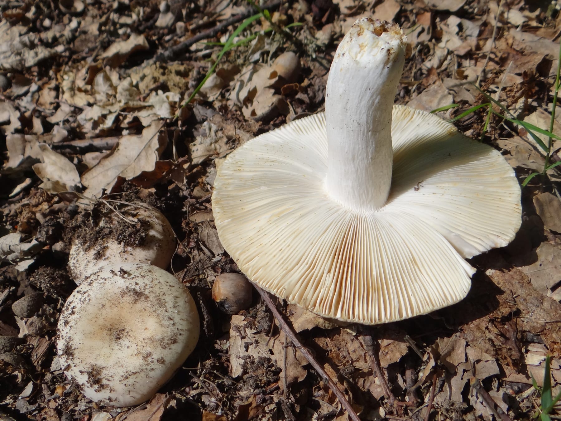 Gołąbek mączysty (Russula farinipes) — zdjęcie 1 z 3