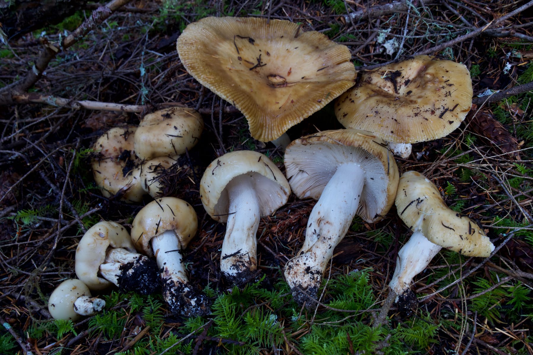 Gołąbek mocnowonny (Russula fragrantissima) — zdjęcie 1 z 4