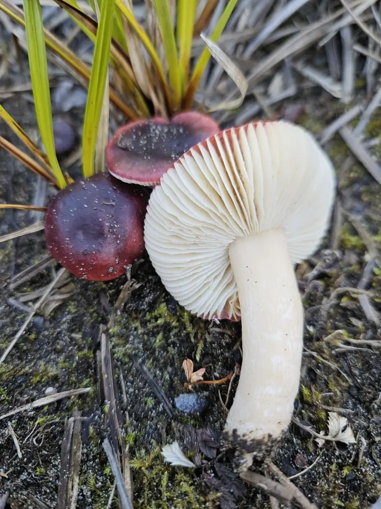 Gołąbek norweski (Russula laccata) — zdjęcie 1 z 4