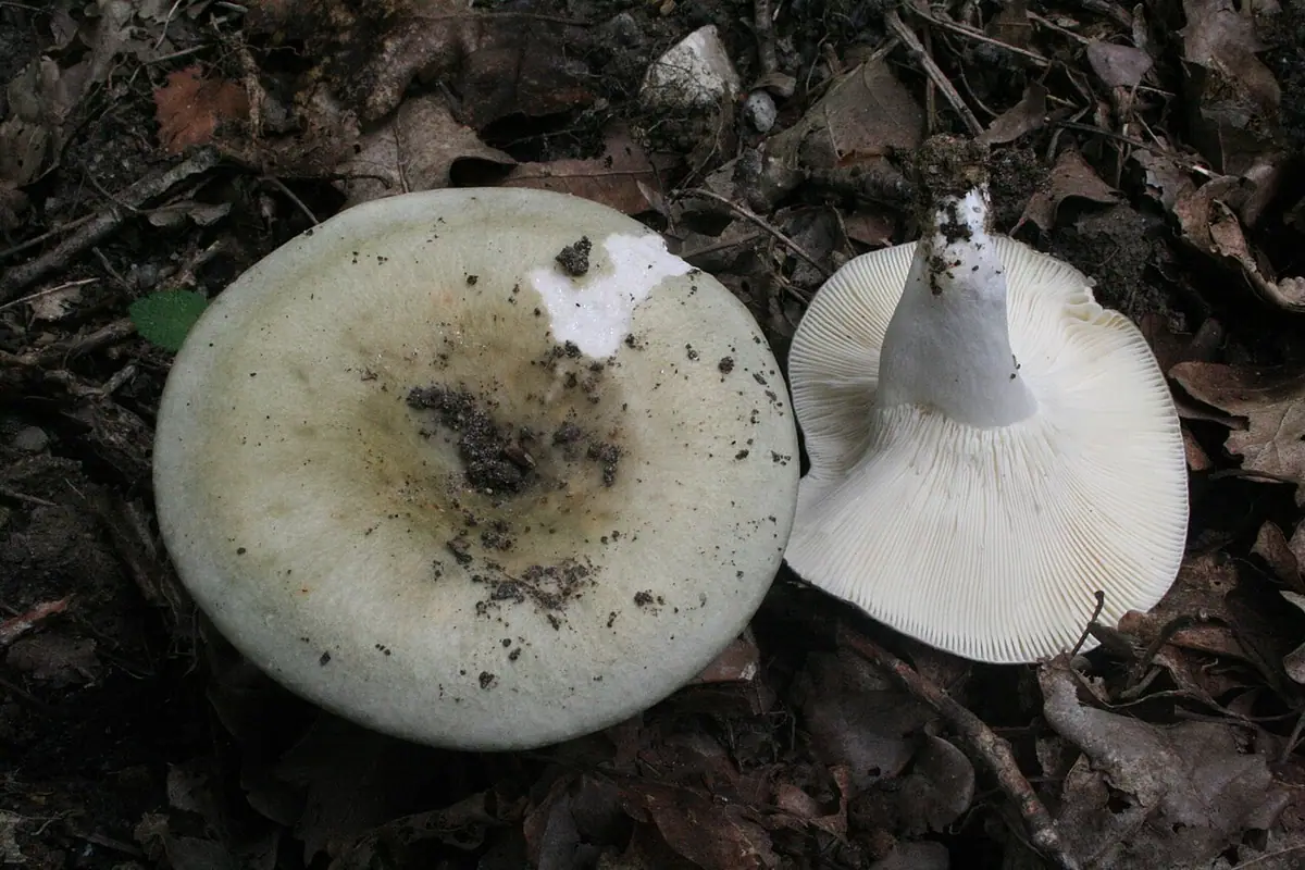 Gołąbek oliwkowozielony (Russula heterophylla)