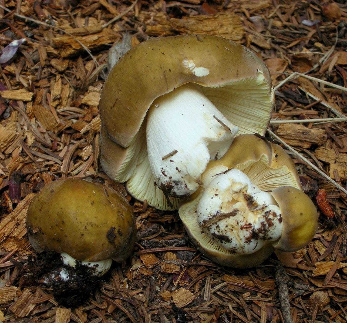 Gołąbek oliwkowy (Russula olivacea)