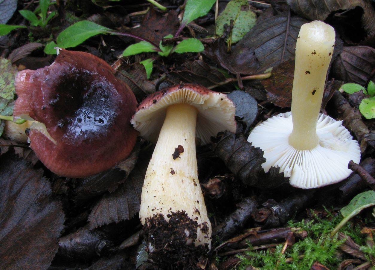 Gołąbek olszowy (Russula alnetorum) — zdjęcie 1 z 4