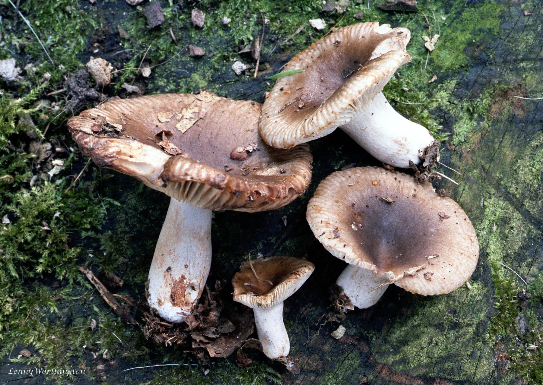 Gołąbek piekący (Russula sororia) — zdjęcie 1 z 4