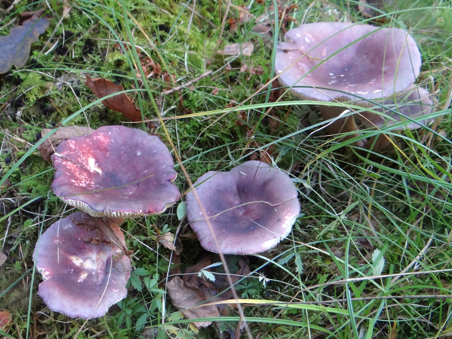 Gołąbek pięknobarwny (Russula amoenicolor) — zdjęcie 1 z 4