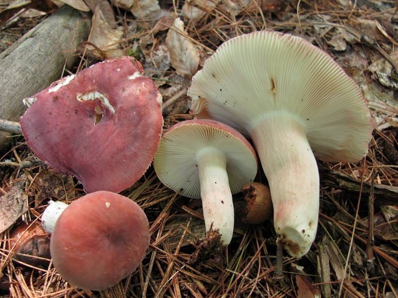 Gołąbek powabny (Russula amoena)