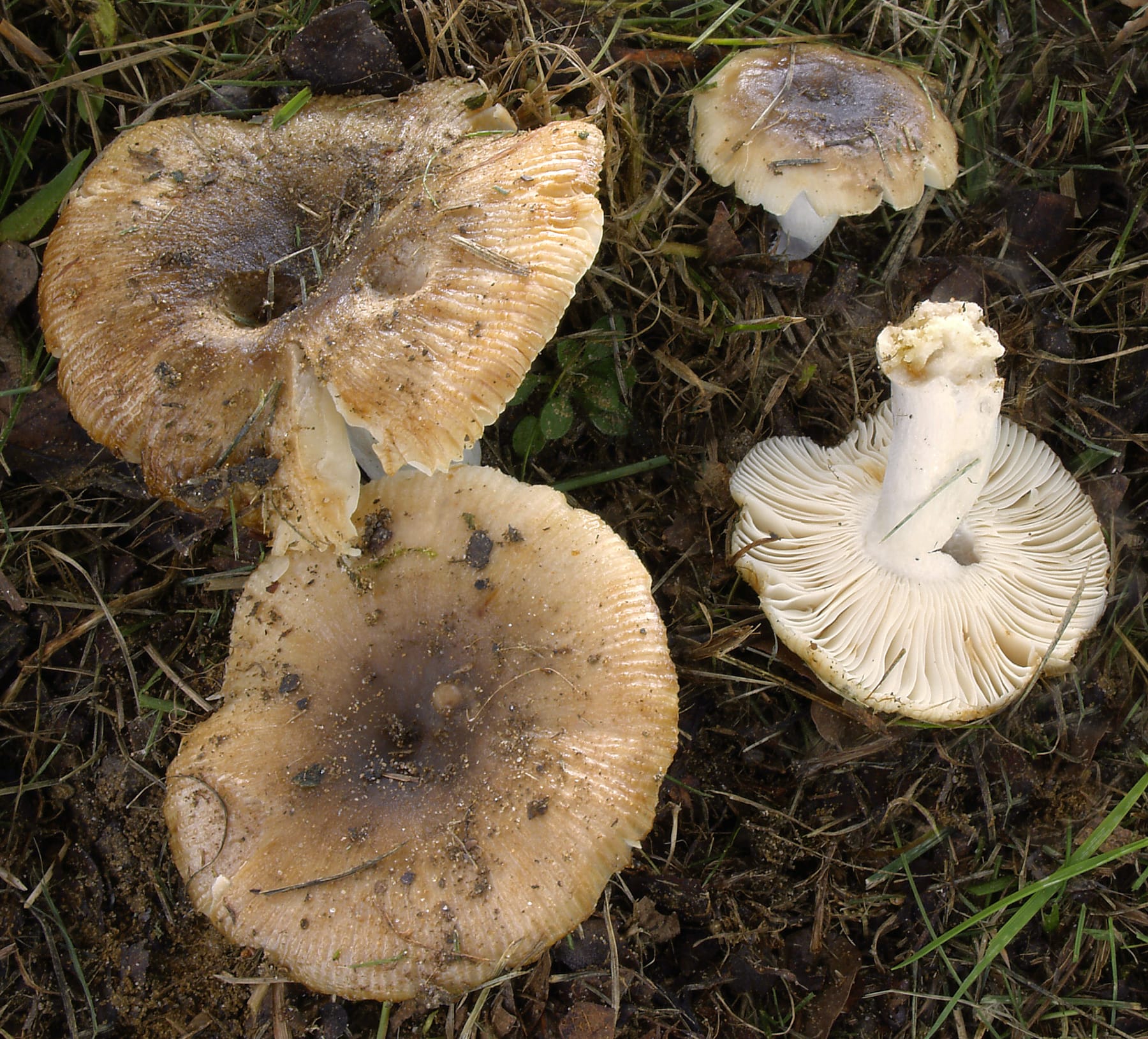 Gołąbek przykry (Russula pectinatoides) — zdjęcie 1 z 4