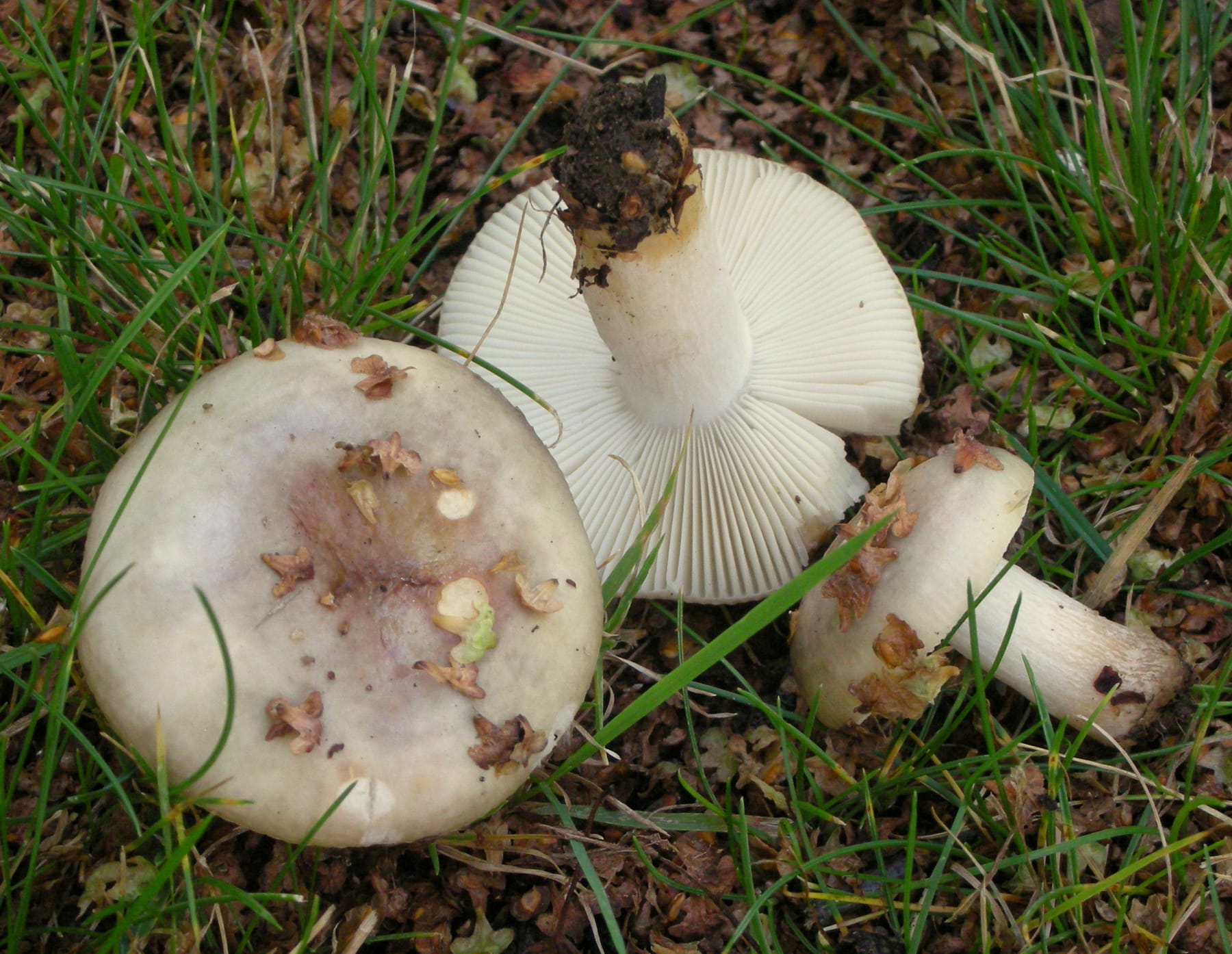 Gołąbek różnobarwny (Russula versicolor) — zdjęcie 1 z 4