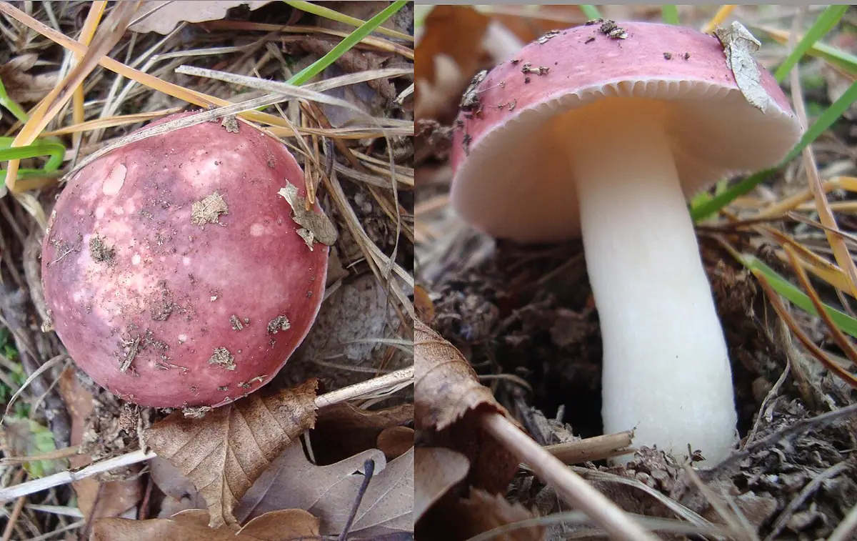 Gołąbek rumiany (Russula pseudointegra) — zdjęcie 1 z 4