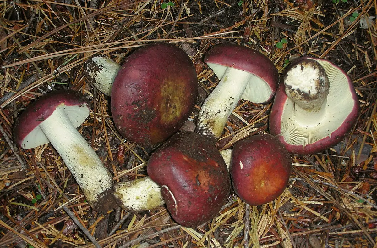Gołąbek śledziowy (Russula xerampelina)