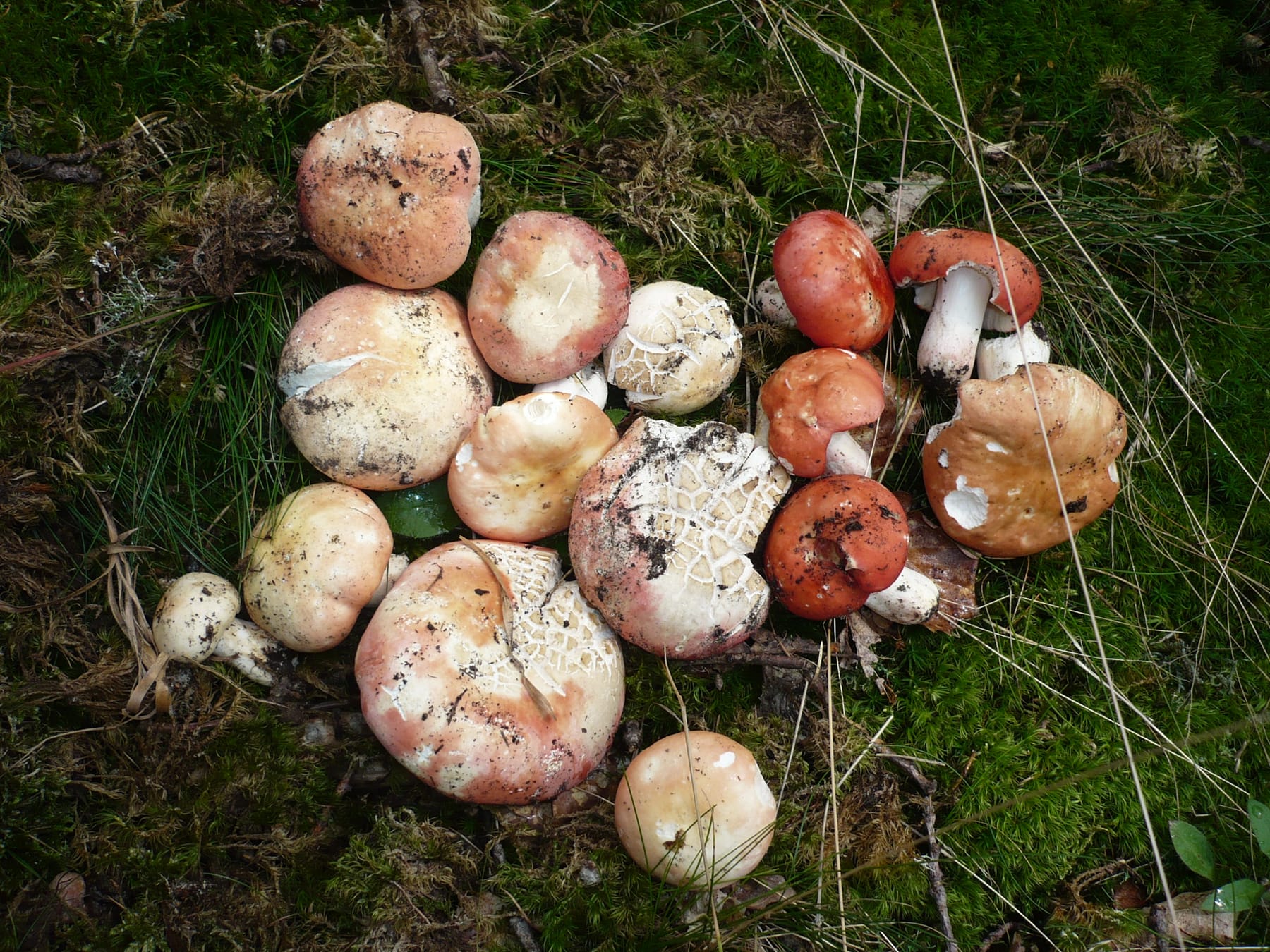Gołąbek śliczny (Russula rosea) — zdjęcie 1 z 4