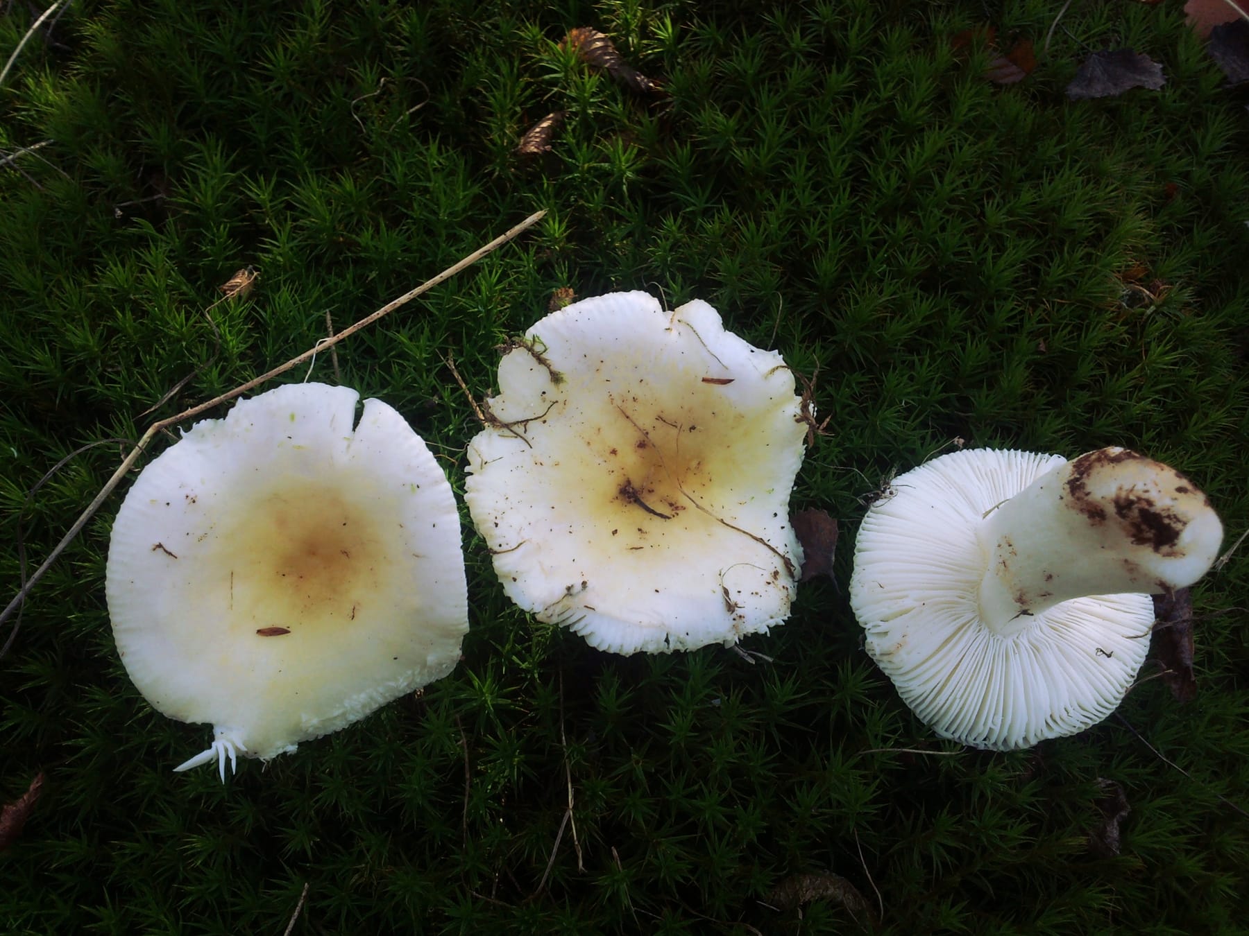 Gołąbek słoneczny (Russula solaris) — zdjęcie 1 z 4
