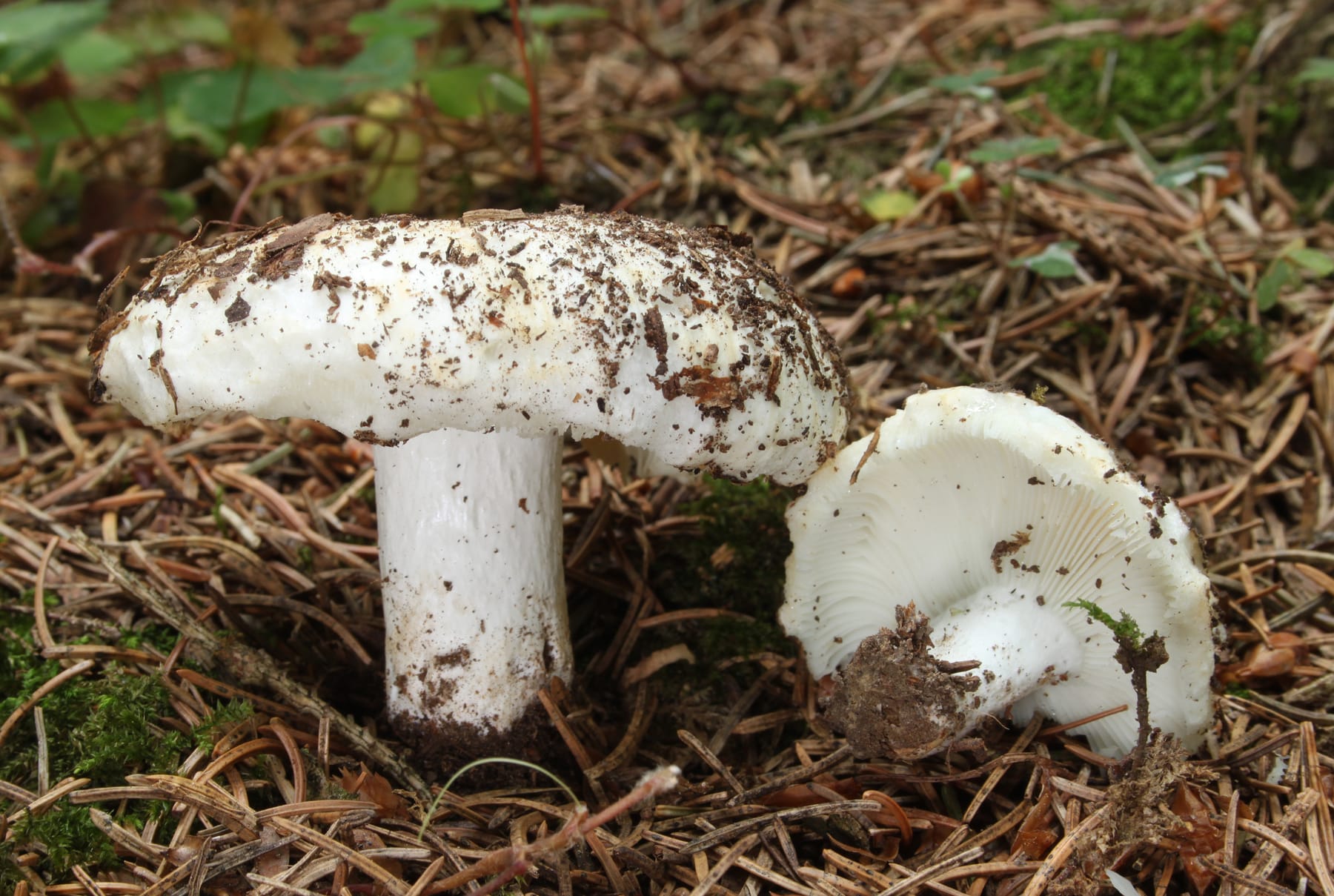 Gołąbek smaczny (Russula delica) — zdjęcie 1 z 4