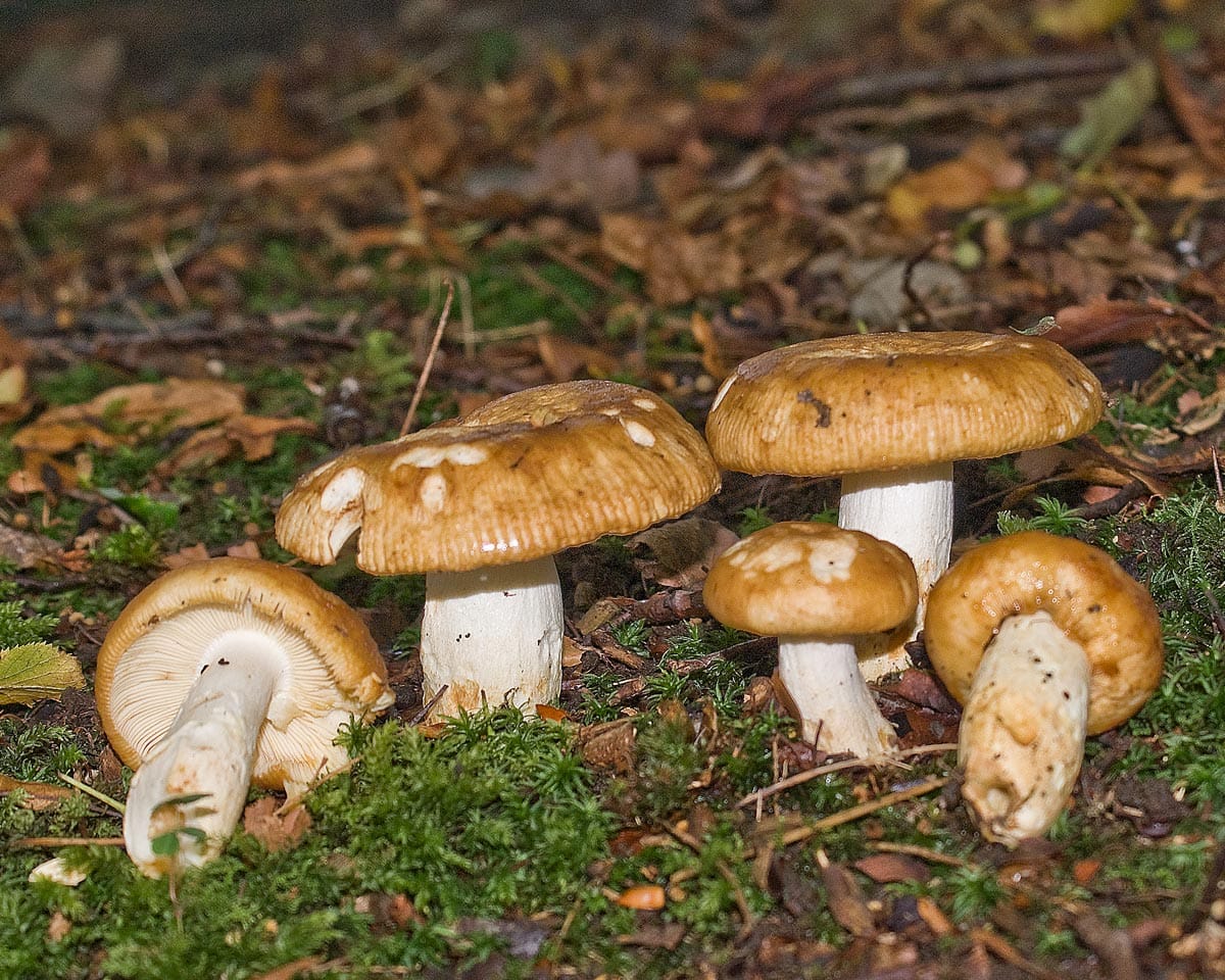 Gołąbek śmierdzący (Russula foetens) — zdjęcie 1 z 4
