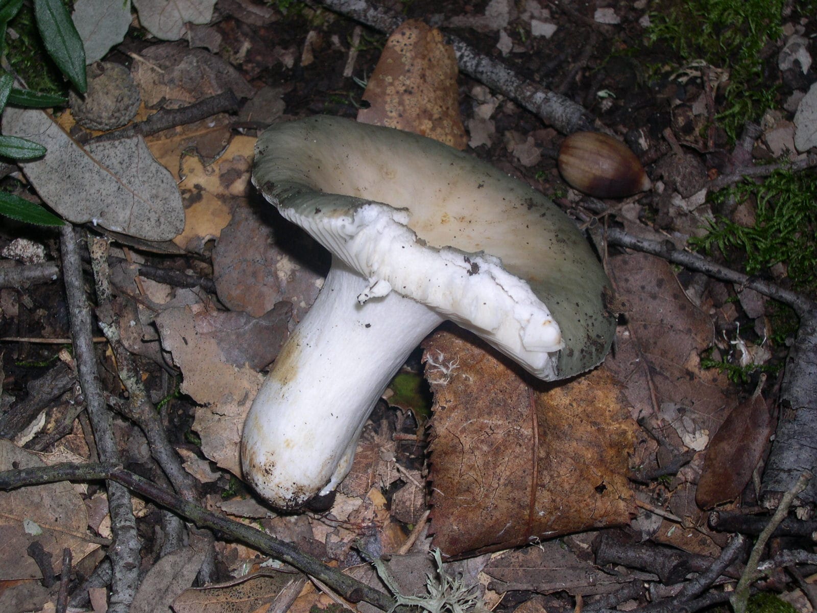 Gołąbek szary (Russula grisea) — zdjęcie 1 z 4
