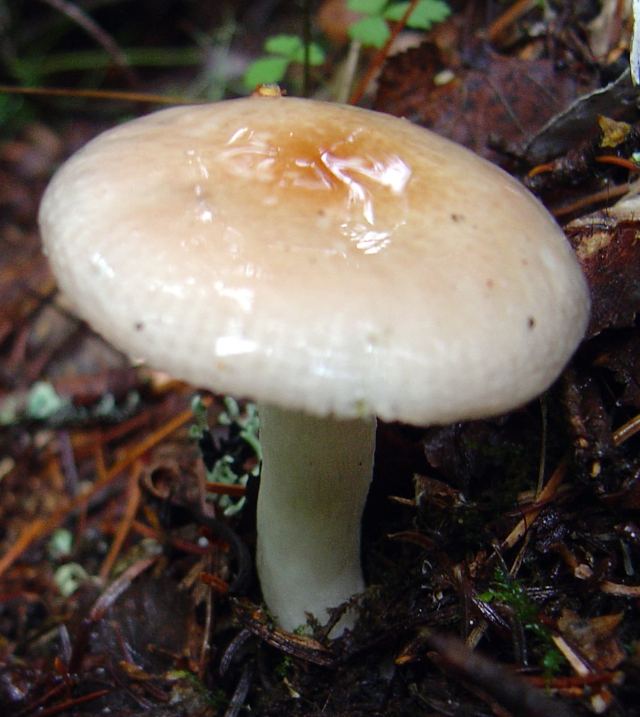 Gołąbek velenowskiego (Russula velenovskyi) — zdjęcie 1 z 4
