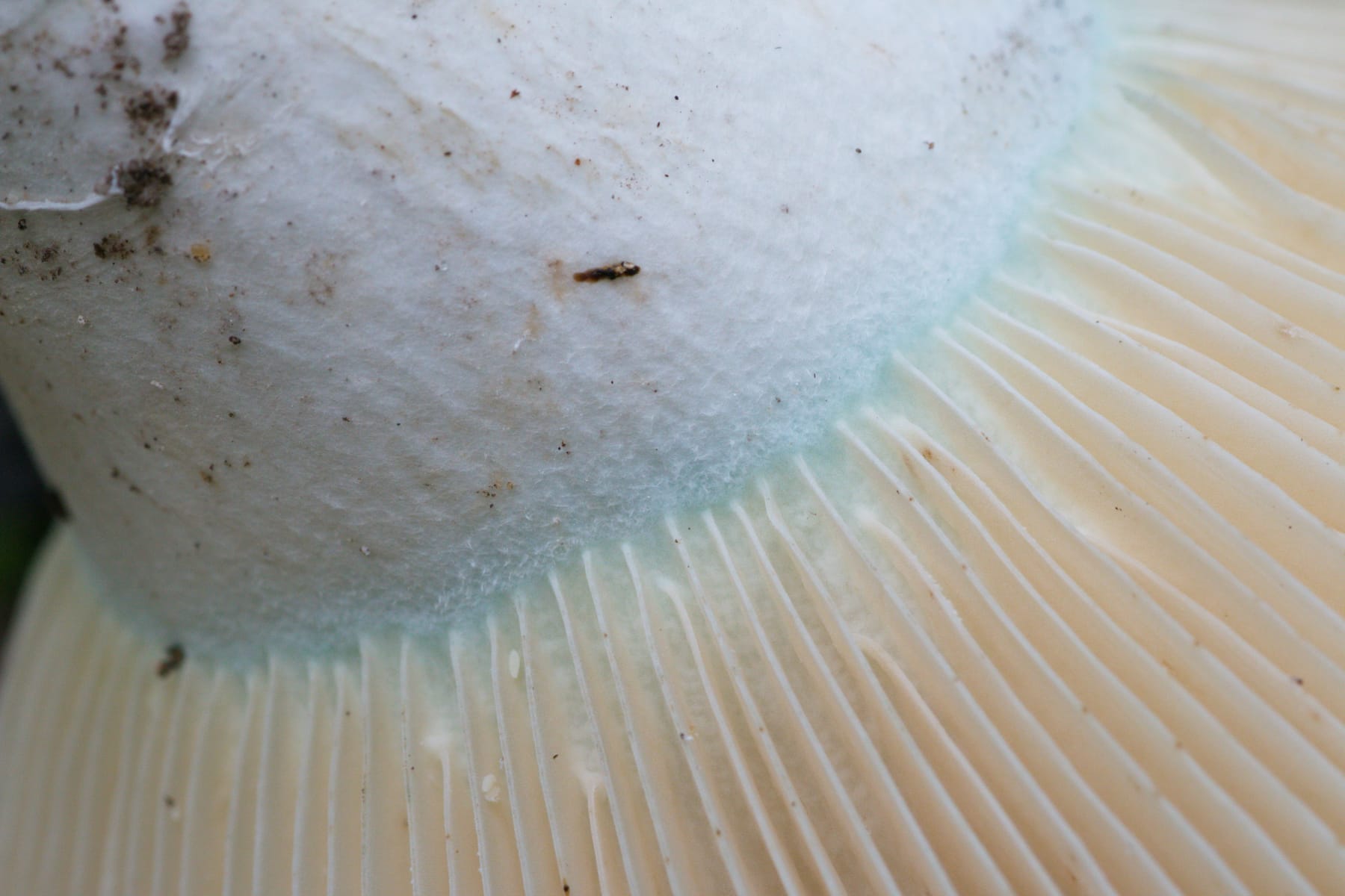 Gołąbek wąskoblaszkowy (Russula chloroides) — zdjęcie 1 z 4