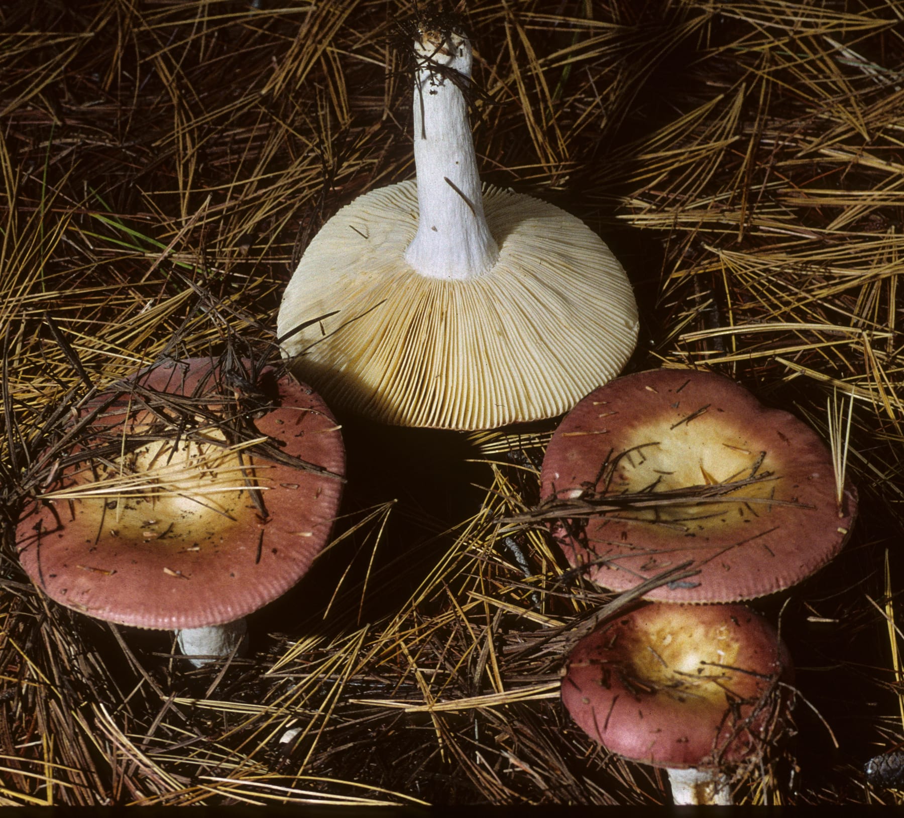 Gołąbek winnoczerwony (Russula vinosa)