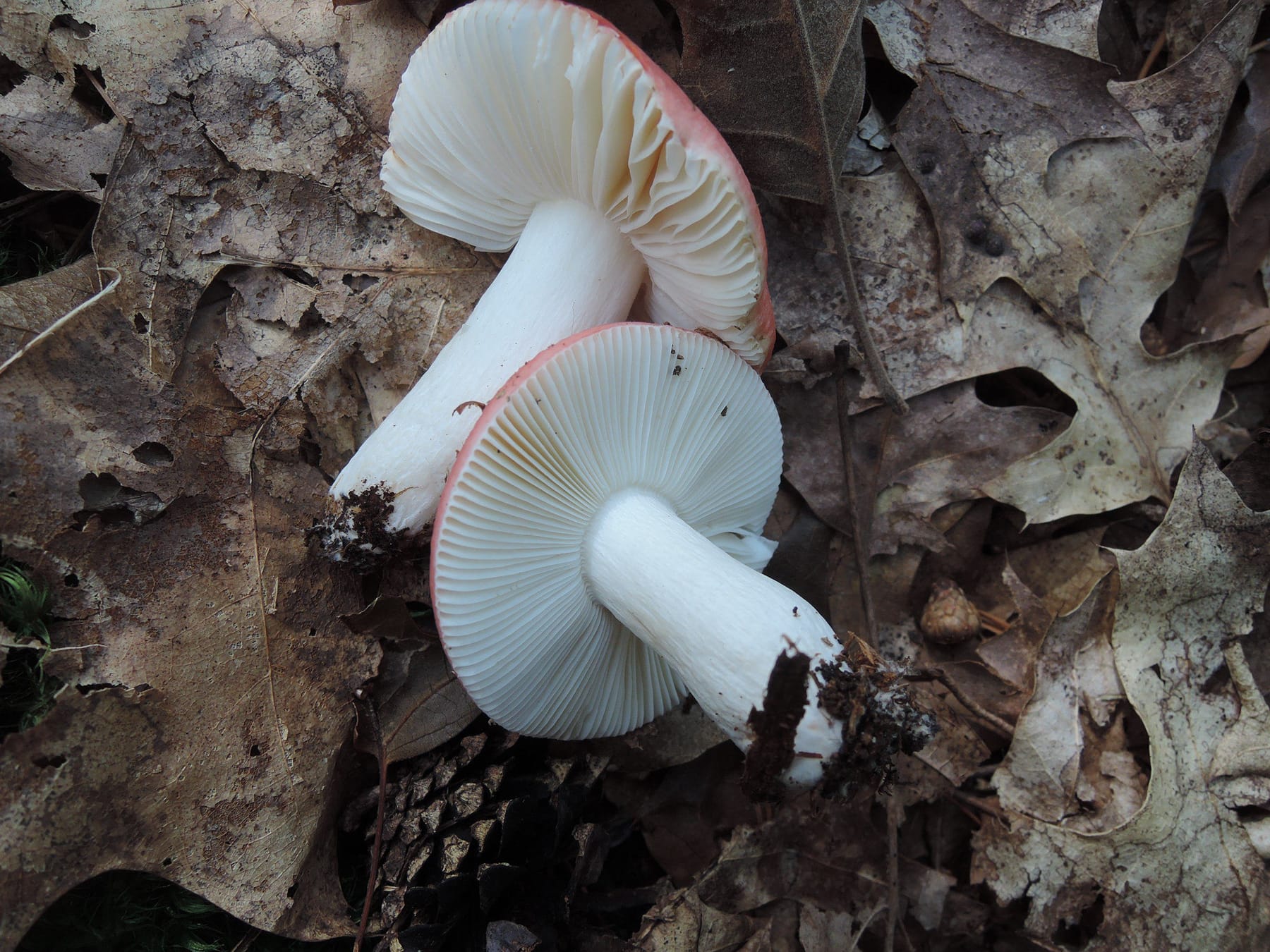 Gołąbek wiśniowoczerwony (Russula silvestris) — zdjęcie 1 z 4