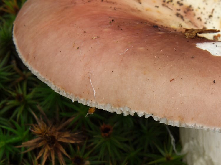 Gołąbek wyborny (Russula vesca)