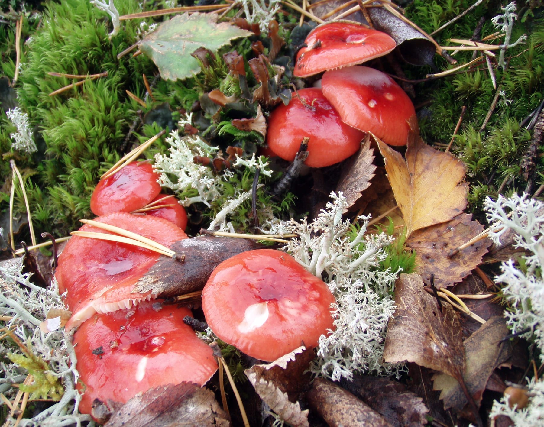 Gołąbek wymiotny (Russula emetica)