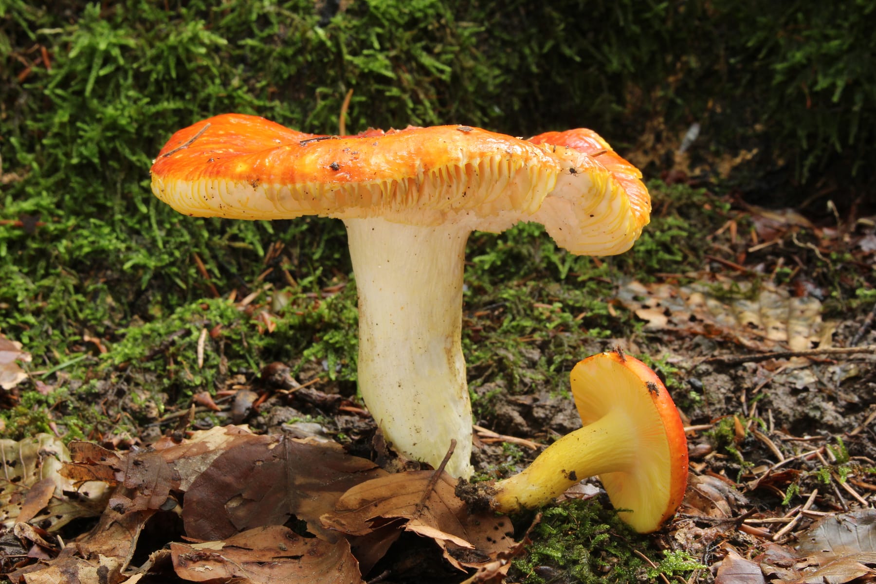 Gołąbek złotawy (Russula aurea)