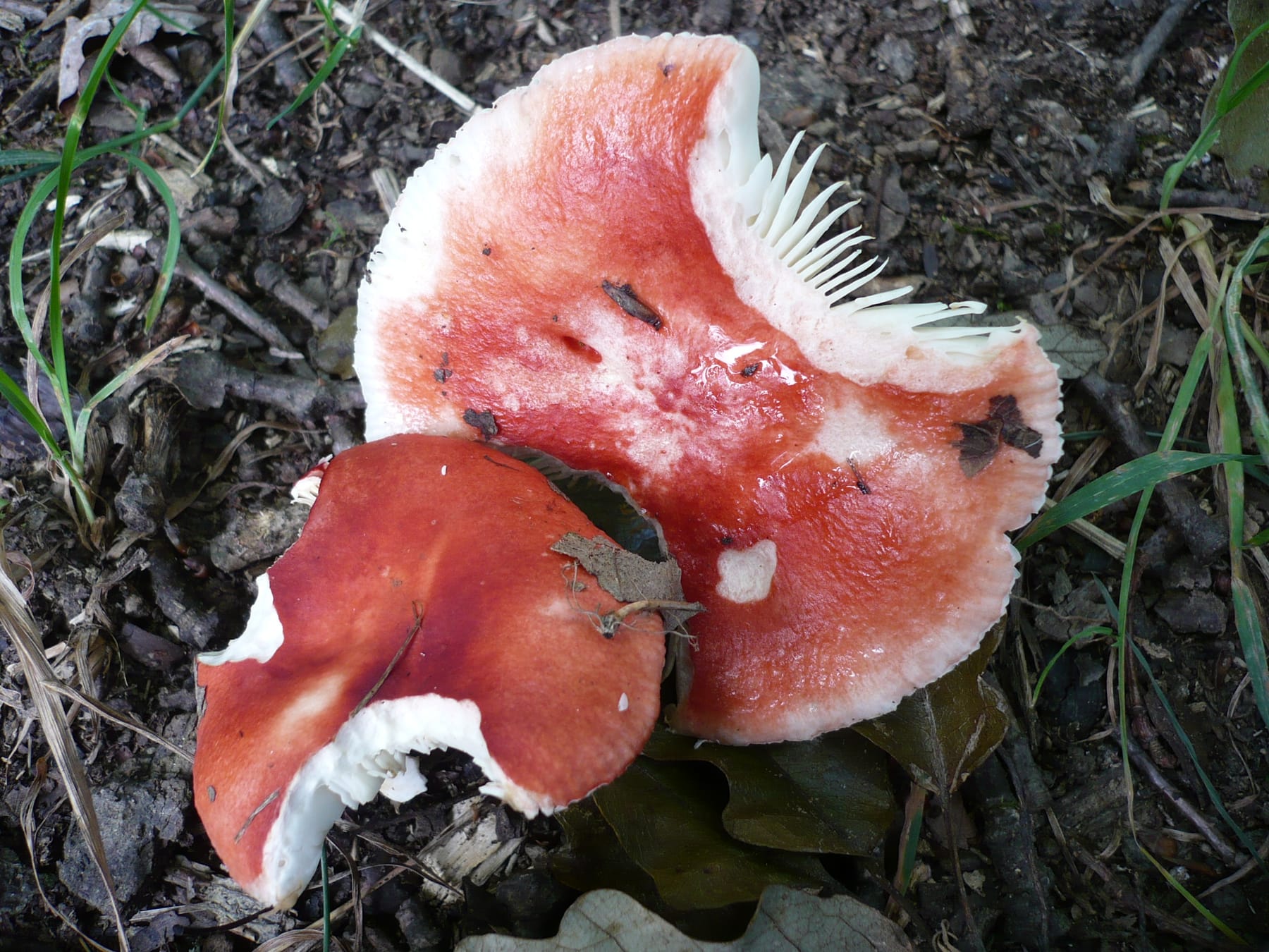 Gołąbek żółknący (Russula luteotacta) — zdjęcie 1 z 4