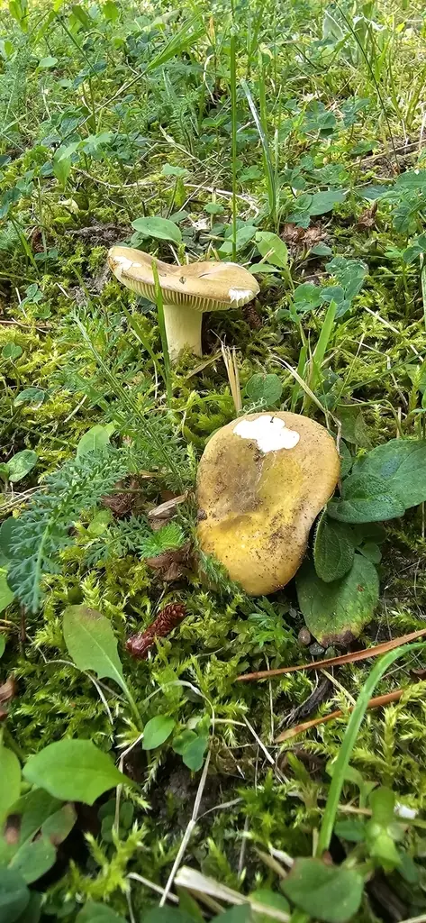 Gołąbek żółtozielonawy (Russula clavipes) — zdjęcie 1 z 2