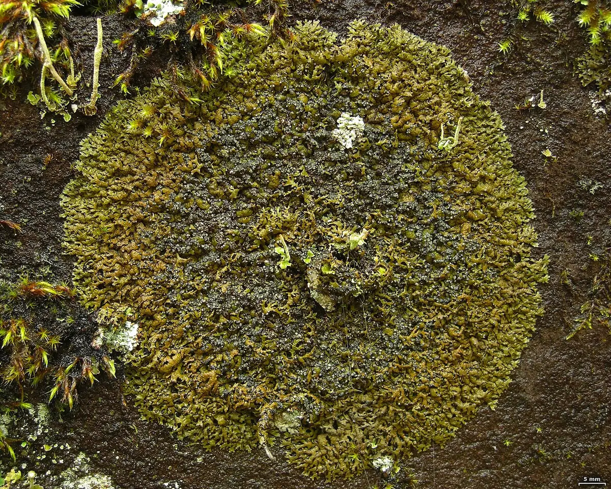 Góralka sorediowa (Montanelia sorediata) — zdjęcie 1 z 4
