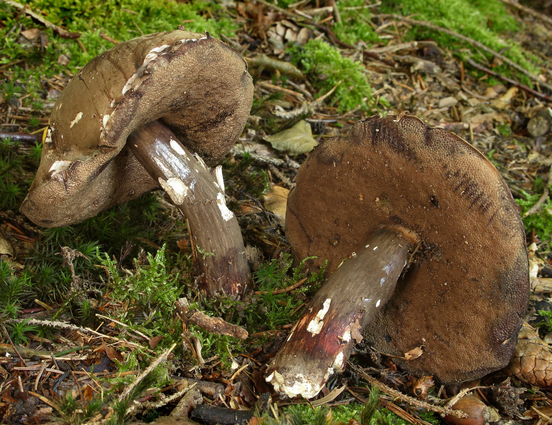 Goryczak purpurowozarodnikowy (Tylopilus porphyrosporus) — zdjęcie 1 z 4