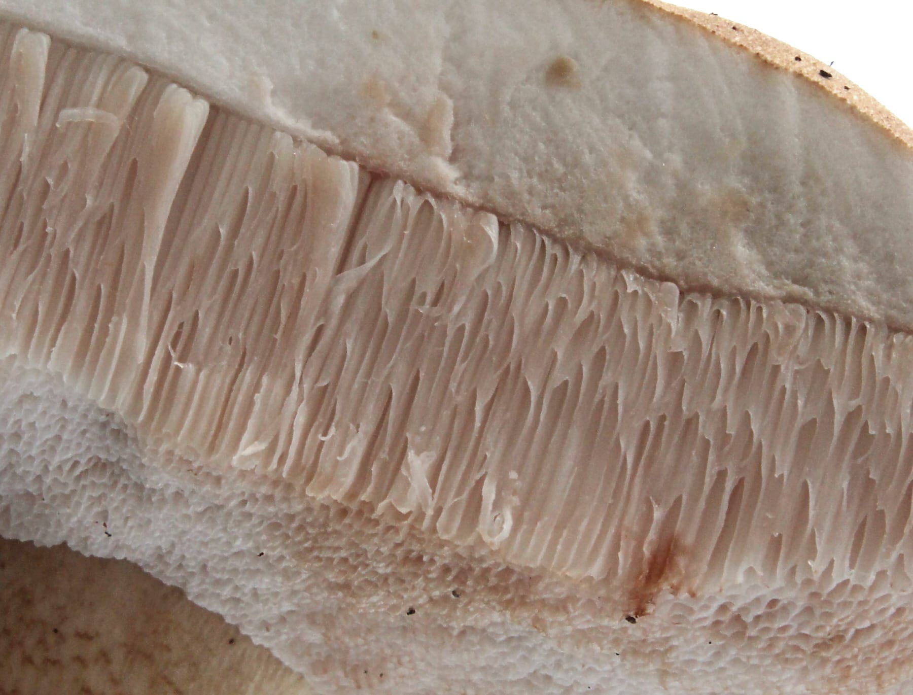 Goryczak żółciowy (Tylopilus felleus)