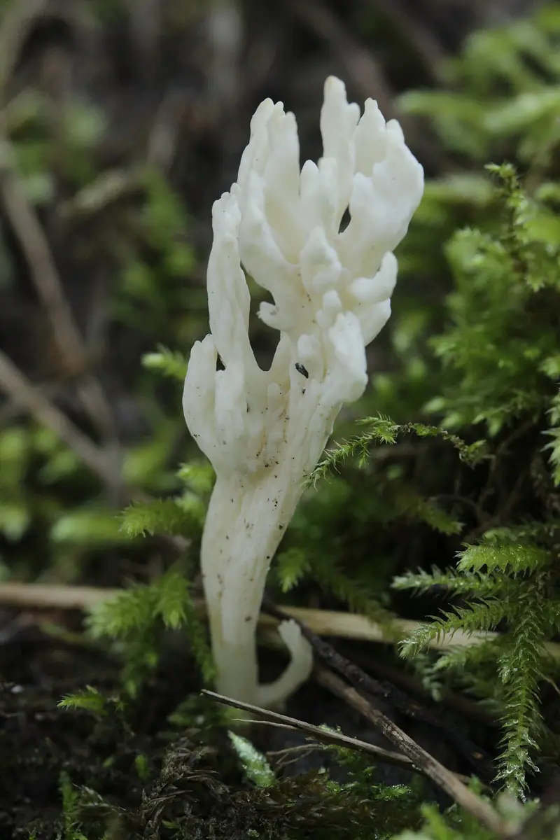 Goździeńczyk pomarszczony (Clavulina rugosa) — zdjęcie 1 z 4