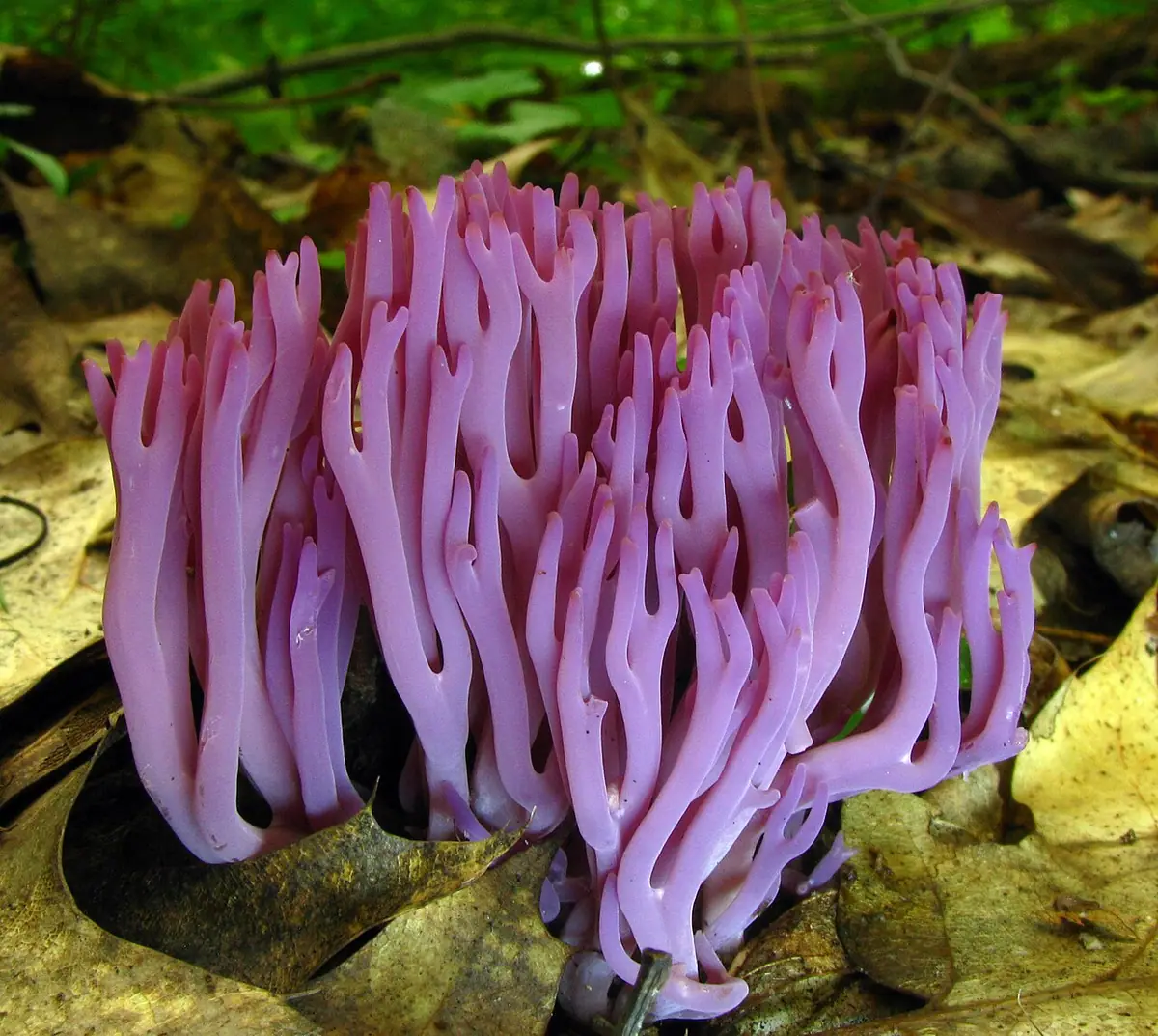 Goździeniec fioletowy (Clavaria zollingeri)