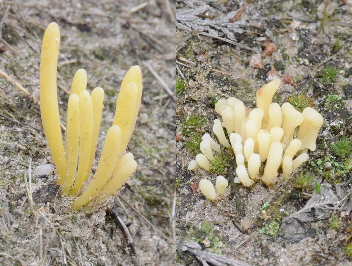 Goździeniec gliniasty (Clavaria argillacea) — zdjęcie 1 z 4