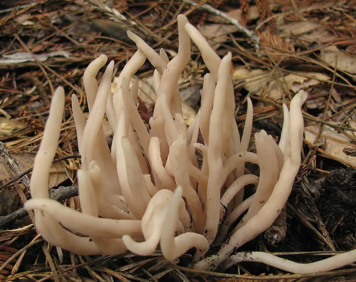 Goździeniec przydymiony (Clavaria fumosa) — zdjęcie 1 z 4