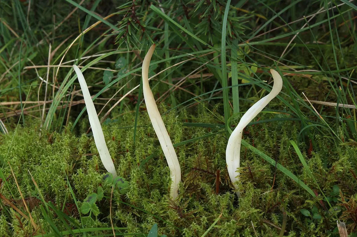Goździeniec zaostrzony (Clavaria falcata) — zdjęcie 1 z 4