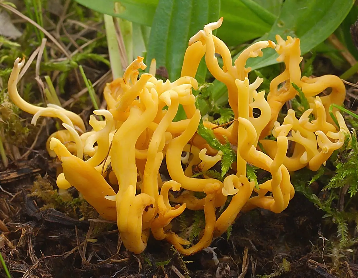 Goździeniowiec mączny (Clavulinopsis corniculata) — zdjęcie 1 z 4