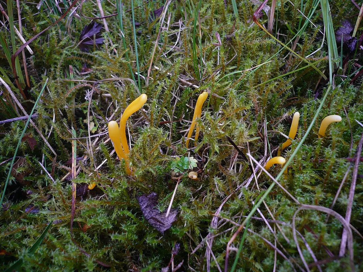 Goździeniowiec miodowy (Clavulinopsis helvola) — zdjęcie 1 z 4