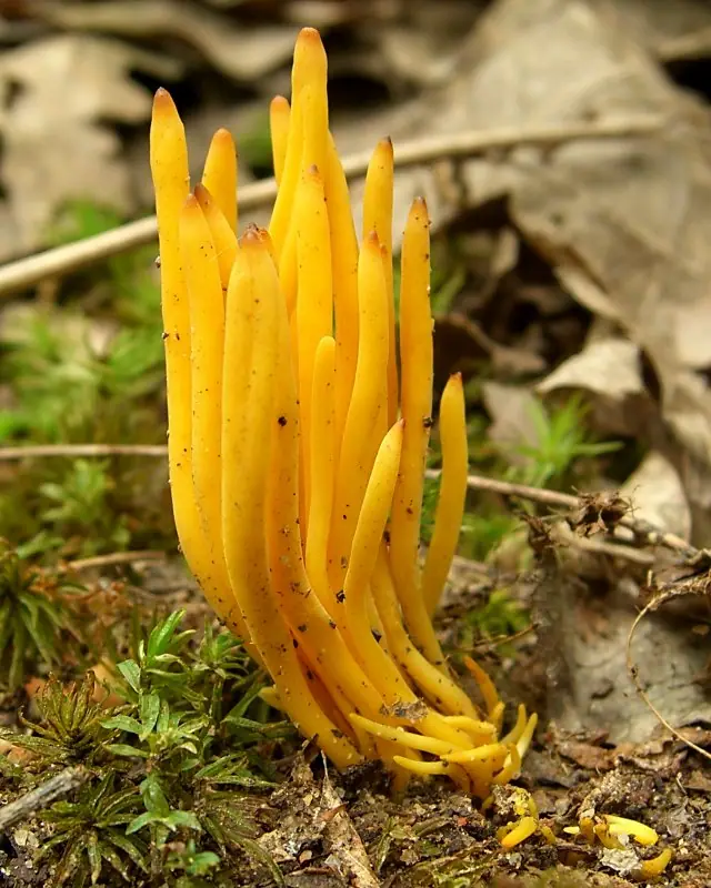 Goździeniowiec piękny (Clavulinopsis laeticolor) — zdjęcie 1 z 4