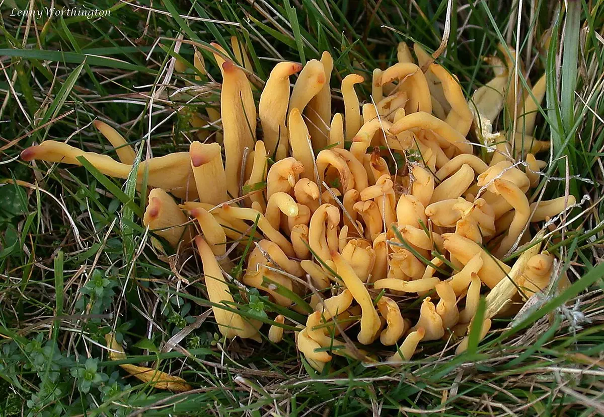 Goździeniowiec wrzecionowaty (Clavulinopsis fusiformis) — zdjęcie 1 z 4