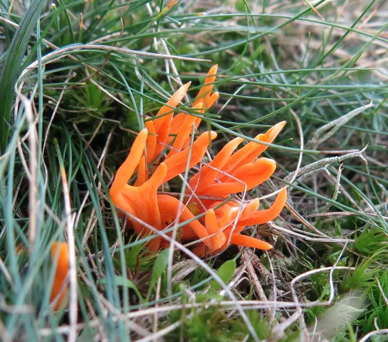 Goździeniowiec żółtobiały (Clavulinopsis luteoalba) — zdjęcie 1 z 4